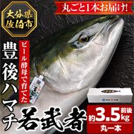 豊後ハマチ 若武者(丸一本) ハマチ はまち 鮮魚 旬 刺身 鰤しゃぶ 竜田揚げ りゅうきゅう 国産 大分県 佐伯市 特産品【GS001】【浪井丸天水産】