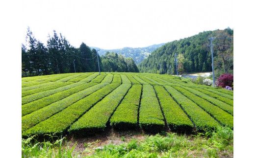 26.久田見高原の貴重な煎茶　3点セット