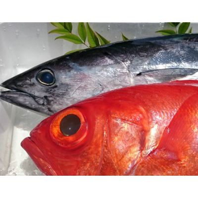 本場漁師の土佐藁焼きカツオ　ry003