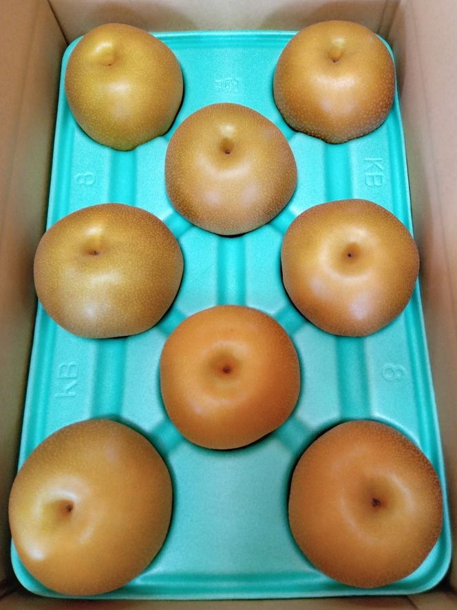 大玉【豊水】5kg　7個～9個入り【8月31日受付終了】 ※2026年9月～発送