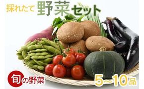 【産地直送】採りたて野菜セット≪旬の野菜 新鮮 詰め合わせ 栃木県産 国産≫◇