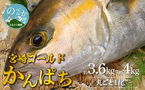 宮崎産 新海屋 鰤屋金太郎 宮崎ゴールドカンパチ 丸ごと1尾 約3.6kg～約4kg N018-YZB919