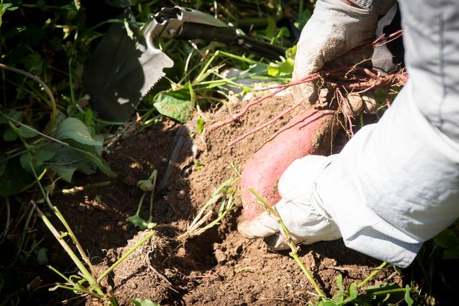 【訳あり】さつまいも 紅はるか3kg（生果） ｜ さつまいも サツマイモ 焼き芋 国産 産地直送