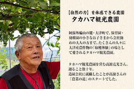 【早期予約】熊本県大津町産 タカハマ観光農園のシルクスイート 約5kg《2026年1月上旬-4月末頃出荷》 さつまいも 芋 スイートポテト 干し芋にも---so_tkhmslk_af14_r7_9000_5kg---