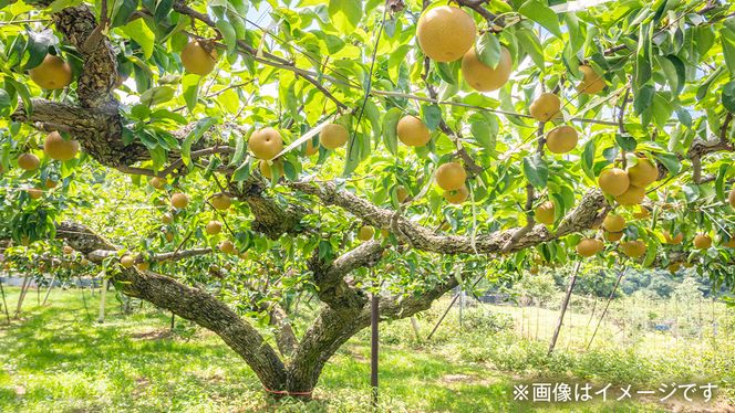 梨 豊水 5kg ( 10個 ～ 14個 ) なし 豊水梨 果物 くだもの フルーツ 旬 高糖度 ギフト 美味しい 甘い デザート 田舎の頑固おやじが厳選！ 【令和6年9月より発送開始】（茨城県共通返礼品：石岡市産） [BI304-NT]