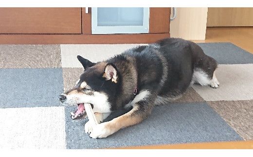 【ジビエ】犬のおもちゃ・ドッグフードのセット（小型犬用）【0tsuchi00430-202410】