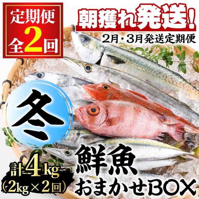 【0301103b】＜定期便・全2回(2月・3月)＞「冬の鮮魚BOX」朝獲れ発送！鮮魚問屋が厳選したおまかせ鮮魚(約2kg程度×2回)魚 魚介類 鮮魚 海鮮 詰め合わせ セット 刺身 天ぷら 煮つけ 塩焼き【江川商店】