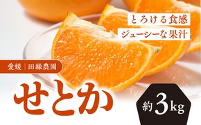 【先行予約】【数量限定】田縁農園のせとか3kg ｜ 柑橘 みかん ミカン フルーツ 果物 愛媛 ※離島への配送不可 ※2025年3月上旬～3月下旬頃に順次発送予定