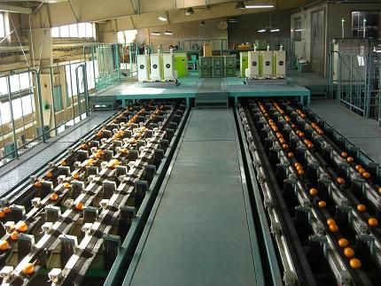 有田みかん 5kg 2Sサイズ 光センサー使用 高糖度    CM01