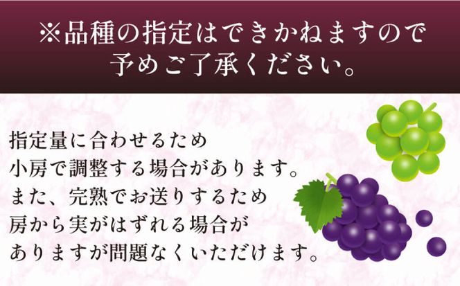 【2026年8月～発送】【数量限定】 旬 の珍しい厳選 ぶどう 約 1kg / フルーツ ブドウ 産地直送 / 南島原市 / 長崎県農産品流通合同会社[SCB053]