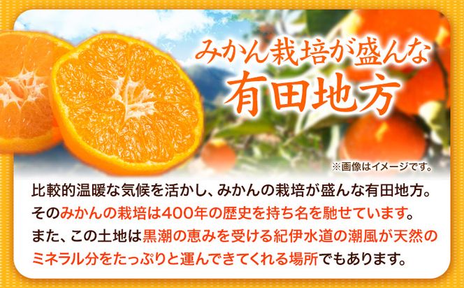 高級ブランド田村みかん 10kg 株式会社魚鶴商店《2024年11月下旬-2025年2月上旬頃出荷》 和歌山県 日高町 柑橘 フルーツ---wsh_utstm_l112_23_23000_10kg---