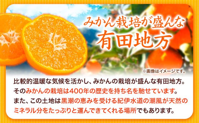 【先行予約】【ご家庭用 訳あり】田村みかん 10kg 株式会社魚鶴商店《2025年11月下旬-2026年2月上旬頃出荷》 和歌山県 日高町 柑橘 フルーツ---wsh_utshtm_l112_23_18000_10kg---