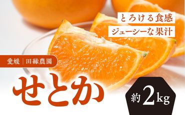 【先行予約】【数量限定】田縁農園のせとか2kg ｜ 柑橘 みかん ミカン フルーツ 果物 愛媛 ※離島への配送不可 ※2025年3月上旬～3月下旬頃に順次発送予定