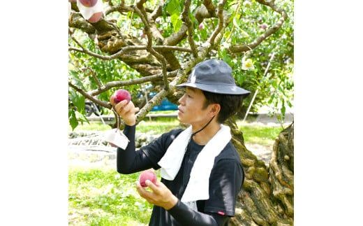 【2025年発送分 先行予約】貴陽（2L）８玉　すもも プラム スモモ 李 くだもの 果物 山梨 やまなし フルーツ 産地直送 富士川町