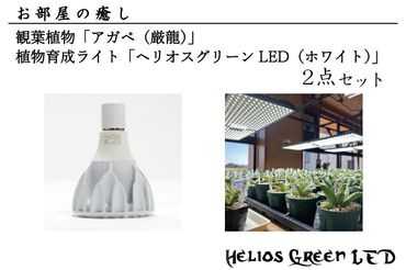 BN007-2　お部屋の癒し　観葉植物「アガベ（厳龍）」と植物育成ライト「ヘリオスグリーンLED（ホワイト）」の2点セット