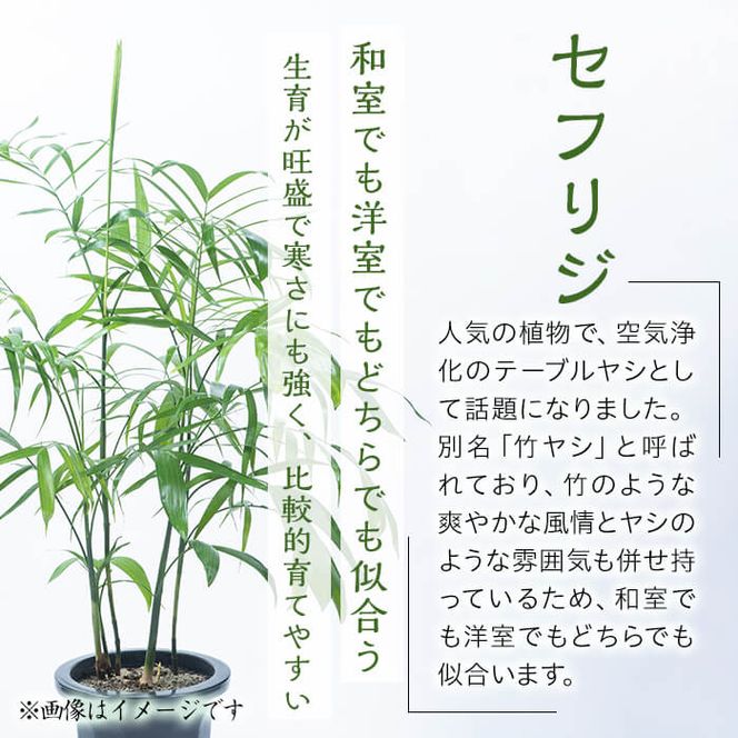 その他観葉植物 moomooo 楽天市場】観葉植物 ムラサキオモト 3.5号鉢 観葉植物 小型