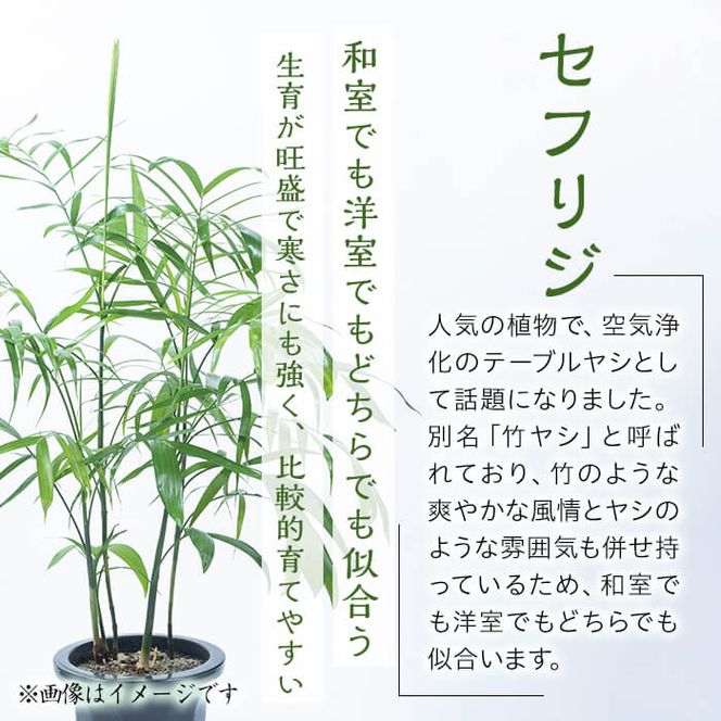 【数量限定】観葉植物 セフリジ ８号サイズ b2-023