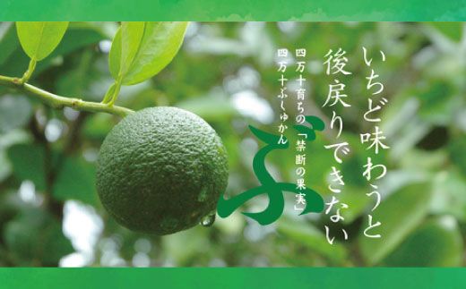 久保田食品 四万十ぶしゅかんアイスキャンデー 20本 入り 冷菓 菓子 冷凍 冷凍便 アイス アイスキャンデー スイーツ おやつ おいしい フルーツ 柑橘 果汁 四万十市産 ぶしゅかん 人気 おすすめ グルメ ご当地 お取り寄せ ギフト 夏ギフト お中元 お歳暮 贈答 25-444