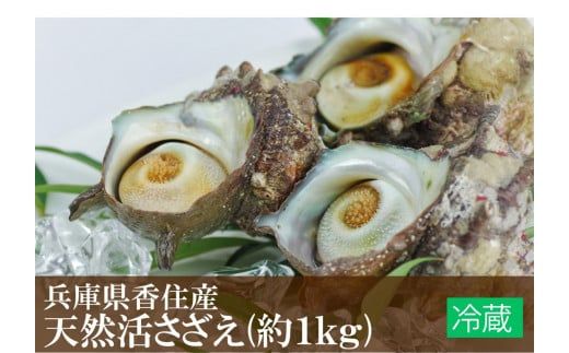 【サザエ 兵庫県香住産 新鮮 天然 活サザエ 1kg（7～10個）冷蔵】※発送目安：入金確認後、順次発送 香住で水揚げされた新鮮なサザエをお届けします。つぼ焼き、炊き込みご飯（サザエ飯）、酒の肴などに