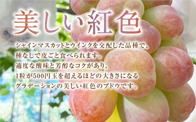 【先行予約 2025年発送 】 ＼バイオレットキング  約750g／ 1房  冷蔵 高級 種無し 種なし シャインマスカット ブドウ ぶどう 品種 果物 甘い 巨峰 美味しい 希少 人気 ランキング おすすめ ギフト 福島県 田村市  鈴木農園 でんじろうさん N046-003