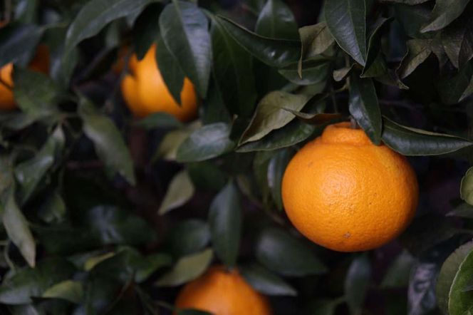 数量限定！店主にお任せ　農家直送の無添加の柑橘ジュース＆ジャムセット DB026