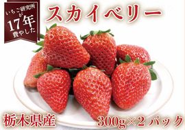 [先行予約・いちご研究所が17年費やした] スカイベリー600g (12月中旬より順次発送予定)｜いちご イチゴ 苺 フルーツ 果物 産地直送 栃木県産 矢板市産 [0420]