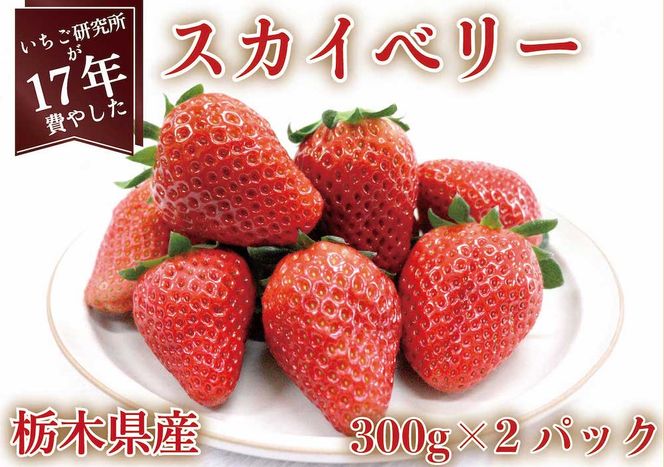 [先行予約・いちご研究所が17年費やした] スカイベリー600g (12月中旬より順次発送予定)｜いちご イチゴ 苺 フルーツ 果物 産地直送 栃木県産 矢板市産 [0420]