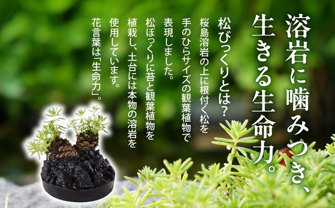 火山の贈り物　ミニ観葉植物『松びっくり』　溶岩土台松ぼっくり苔植物　K089-001