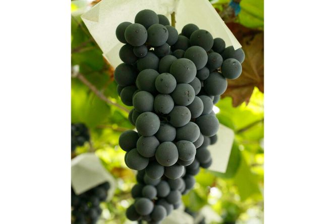 定期便 ワイン セット 赤 穂坂マスカット・ベーリーA シングル・ヴィンヤード 栽培責任者 横内栄人 750ml×2本×6回 酒 ワイン 赤ワイン/ シャトー・メルシャン 勝沼ワイナリー / 山梨県 韮崎市 [20743325]