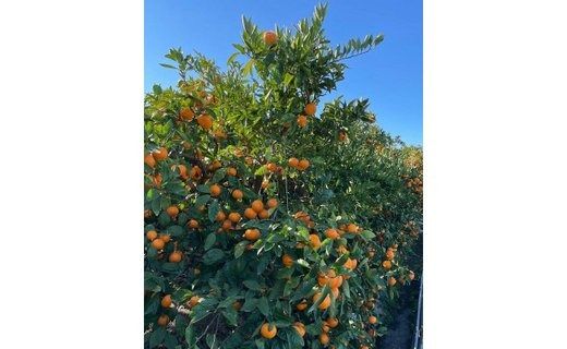 ［小玉サイズ(３Ｓ・２Ｓ）・秀／優混合］まる隆果樹園　和歌山有田産！早生みかん≪5kg≫［予約販売］［数量限定］ CS016