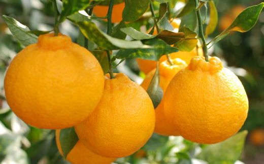 ［濃厚］有田の不知火約4kg（10～18玉）★2026年2月中旬頃より順次発送［TM29w］ BZ006