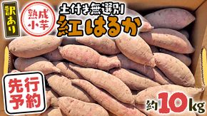 【 先行予約 2025年11月下旬以降発送 】【 訳あり 】 八千代町産 熟成小芋 紅はるか 生芋 土付き 10kg さつまいも サツマイモ 芋 イモ ふるさと納税 6000円 訳アリ [AX052ya]
