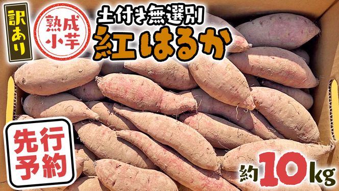 【 先行予約 2024年11月下旬以降発送 】【 訳あり 】 八千代町産 熟成小芋 紅はるか 生芋 土付き 10kg さつまいも サツマイモ 芋 イモ ふるさと納税 6000円 訳アリ [AX052ya]