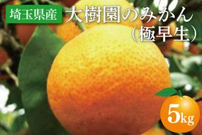 【先行予約】【10月中旬より発送開始】大樹園のみかん（極早生）5kg【埼玉県 春日部市 ふるさと納税 柑橘 果物 フルーツ 国産 家庭用 お取り寄せ 産地直送 ギフト】（CH002-1）