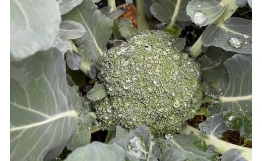 ＜26年発送先行予約＞【数量限定】でかっ！富士山の大地でゆっくり育ったキングブロッコリー９株 FAH006