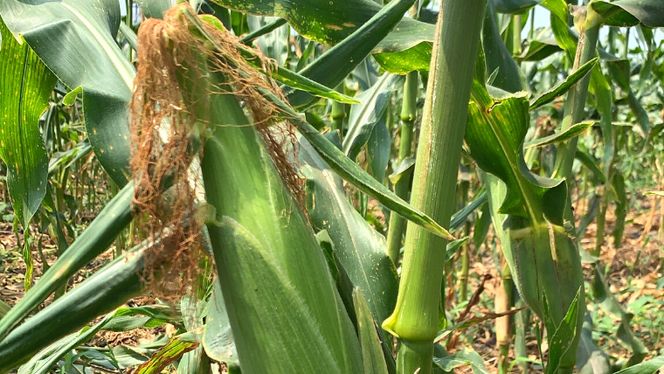 【先行予約 2026年7月中旬以降発送 】【 令和8年産 】【 訳あり 】 八千代町産 農家直送 朝採り とうもろこし おおもの 6kg トウモロコシ スイートコーン 産地直送 規格外  不揃い 傷 [AX031ya][SZRY]