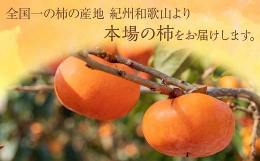 ◆先行予約◆和歌山県産 平核無柿＜ご家庭用＞約10kg【2024年10月上旬以降発送】 AB70