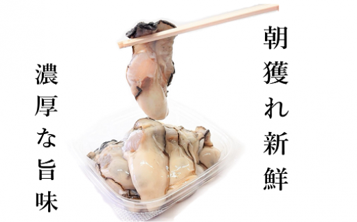 y茧ƒzy2025N12蔭z OY ނy 300g×2 (Mp)