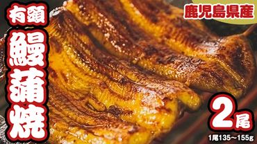  鹿児島県産 有頭 鰻 蒲焼 × 2尾 （ 1尾 135g ～ 155g 以上） うなぎ ウナギ 土用丑の日 家庭用 贅沢 国産 旬 敬老の日 タレ 山椒 付 縁起 [DQ007us]