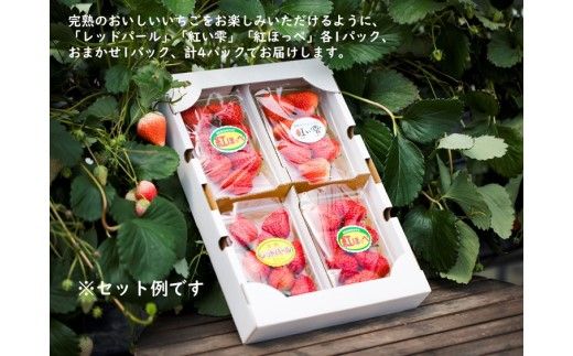 【2026年春収穫分】【先行受付】【食べ比べ】 いちご4パック ｜ レッドパール 紅い雫 紅ほっぺ かおり野 イチゴ 苺 フルーツ あかまつ農園 ※2026年2月中旬～3月中旬頃に順次発送予定