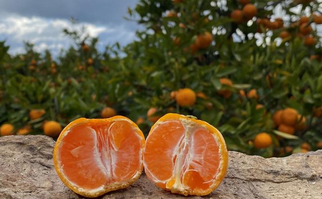 年内発送 完熟早生 有田みかん 化粧小箱 特秀 M サイズ 20玉入 和歌山 南泰園 みかん BS635