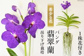 AG051希少な花　心躍る「華やかな恋」の予感　翡翠蘭（バンダ）　１株花付き