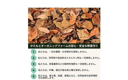 甘～い そら豆 2kg【期間限定】京都府・亀岡産 自然栽培のかたもとオーガニックファームよりお届け ※2026年5月上旬～6月上旬頃に順次発送予定 ※離島への配送不可