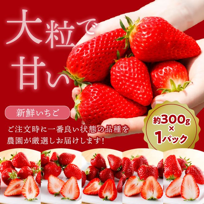 はたやの新鮮いちご＆果肉入りジャムのセット[12月下旬より順次発送]《 ふるさと納税いちご イチゴ 苺 フルーツ工房はたや 高級 フルーツ ジャム 送料無料 》【2401C09702】