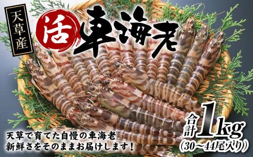 [指定日必須]天草産 活車海老 1000g(30〜44尾入り)活き海老 車エビ[発送期間2024年11月05日から2025年4月30日]ご入金後から14日以降かつ配送期間内にて、寄付フォームの応援メッセージ欄に必ず配送希望日を記載ください