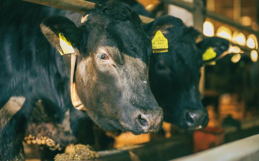 R5-020．幻のメス牛　四万十牛こじゃんと贅沢な詰め合せ(焼肉用・すき焼き用)計800ｇ