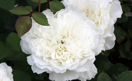 バラ鉢植え「ドレッシー」 SWBD003