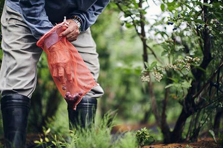 ブルーベリー　ジャムセット