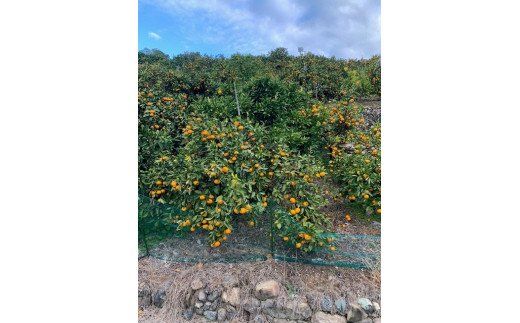 【数量限定】【赤秀特選品】有田みかん２Sサイズ約10㎏ CC01