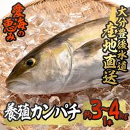 養殖 カンパチ (約3-4kg・1本) 直送 産直 漁師 魚 鮮魚 養殖 カンパチ 間八 白身魚 獲れたて 刺身 煮つけ 唐揚げ 塩焼き 冷蔵 豊後水道 大分県 佐伯市 愛海の恵み【CS23】【 (有)丸昌水産】